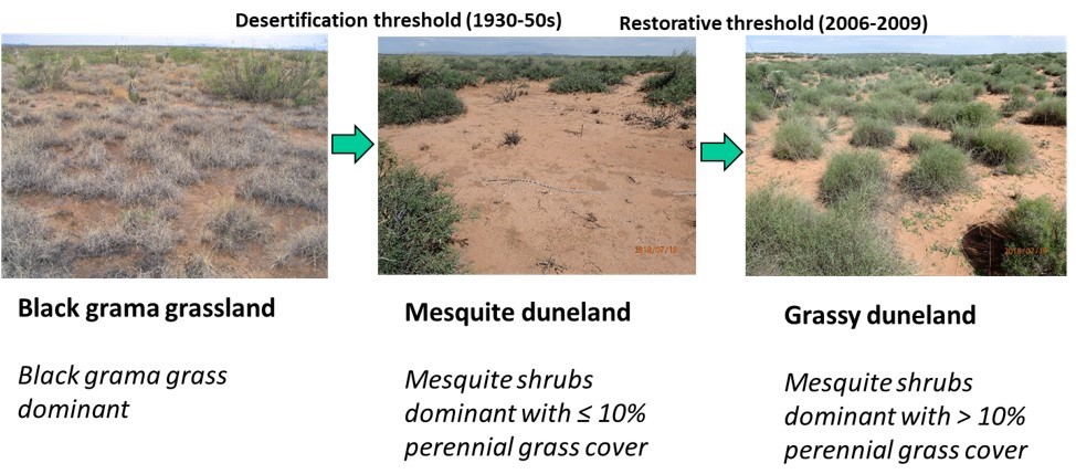 Dunland Restoration Project